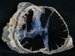 Blue Forest Petrified Wood Slice - x #6209-1